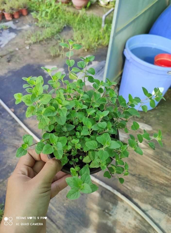Cây Kinh giới dại ( Oregano)