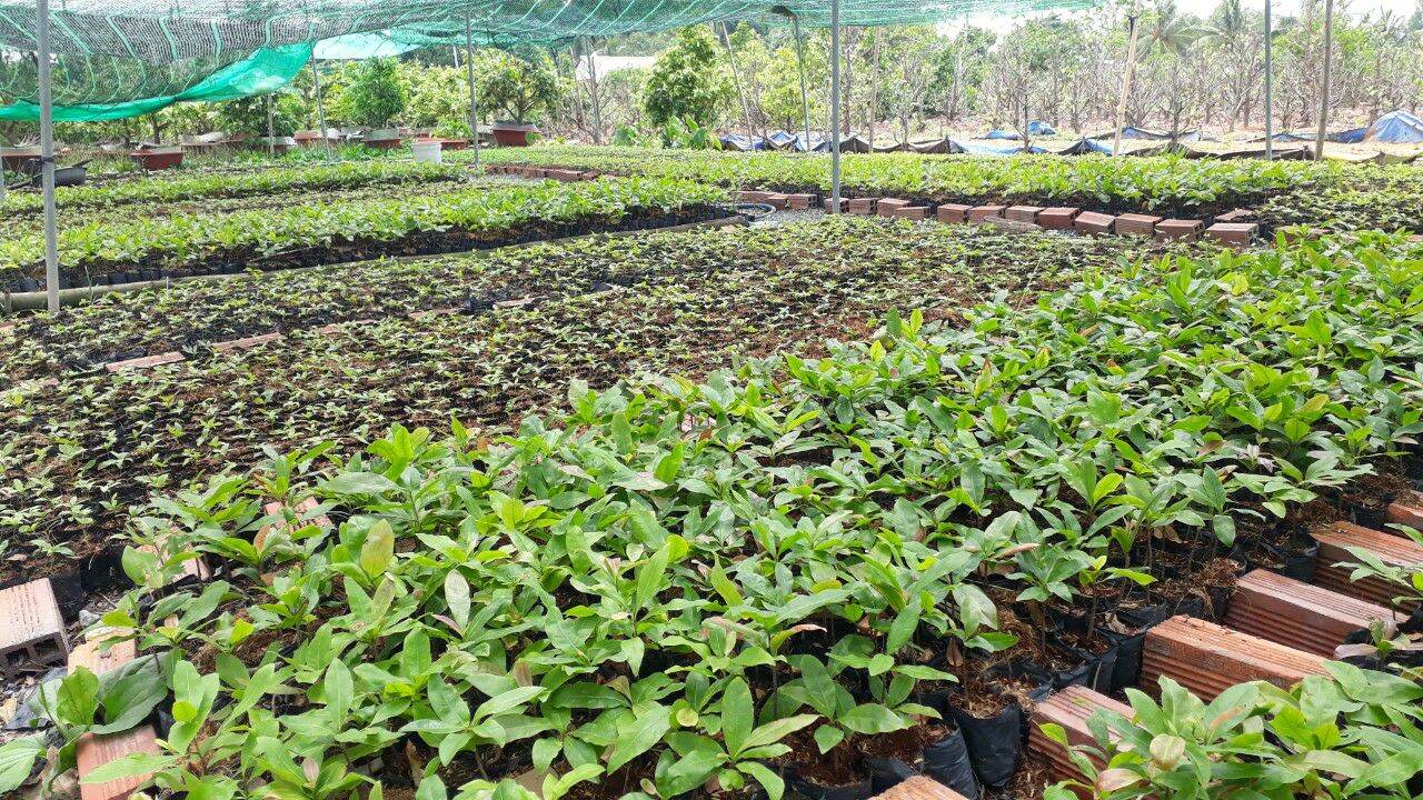 mai giảo thủ đức con