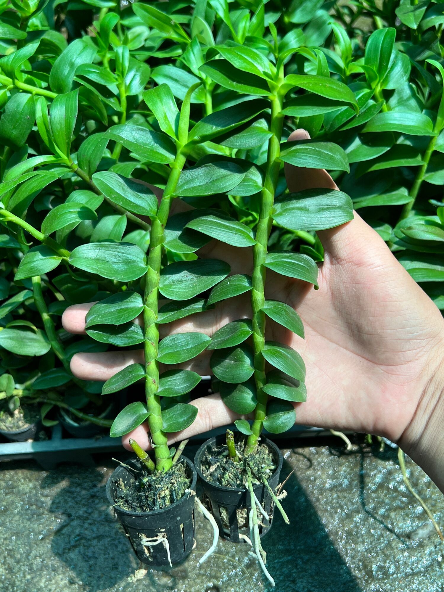 Hoa Lan Phi Điệp gieo hạt cốc 1 thân ( g