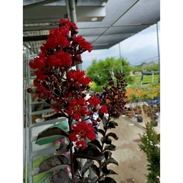 cây hoa tường vy huyết long