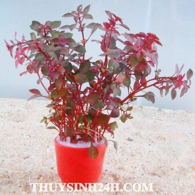 Tân đế tài hồng lá nước 15 nhánh