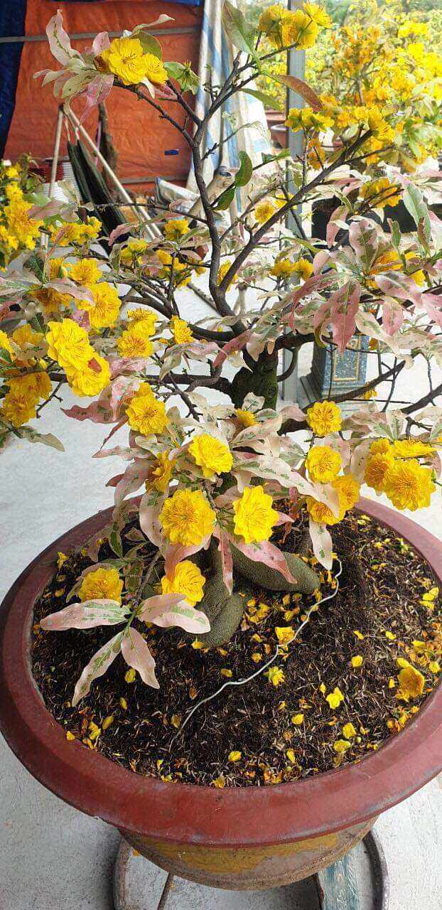 Mai giống Cúc Thọ Hương lá cẩm thạch đẹp từ lá đến hoa luôn lá có hai màu xanh và trắng còn hoa thì nhiều cánh từ 36 cánh trở lên quá tuyệt vời