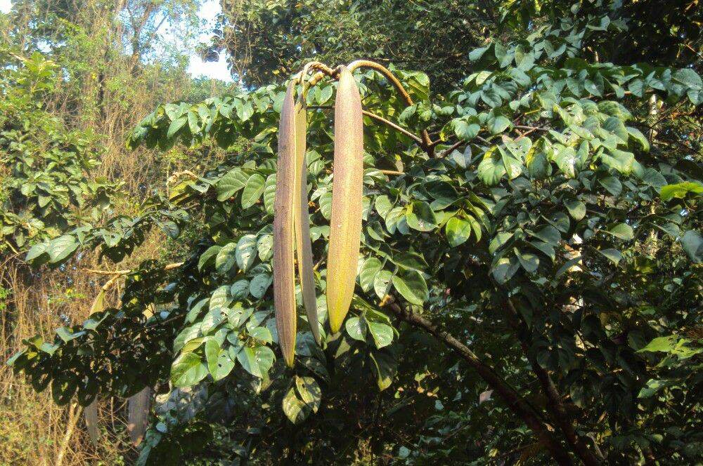 HẠT GIỐNG NÚC NÁC