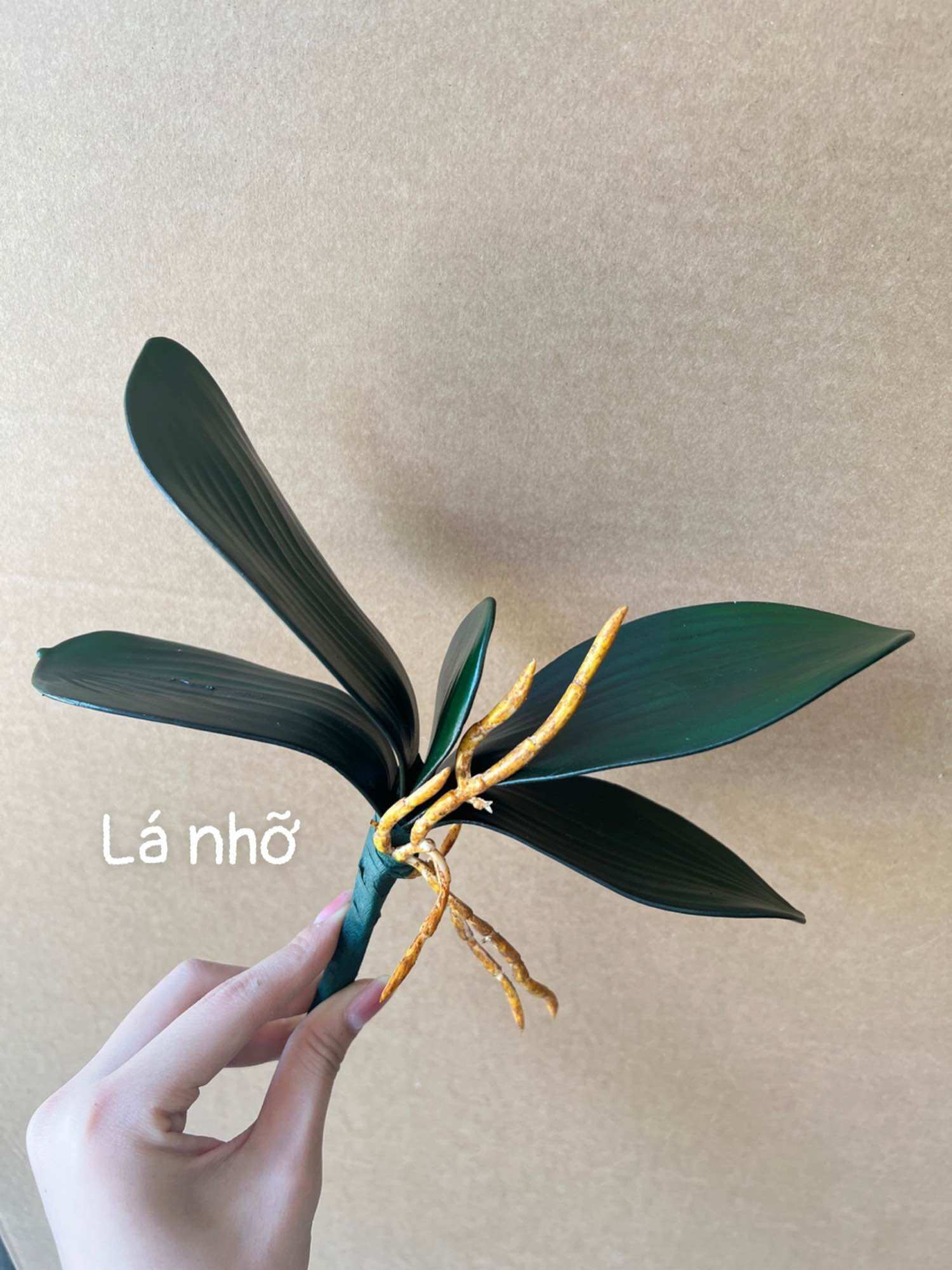 Gốc lan, lá lan cao su hồ điệp cao cấp