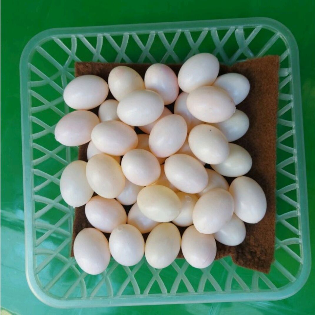 40 Trứng giả bồ câu ( trứng nước)