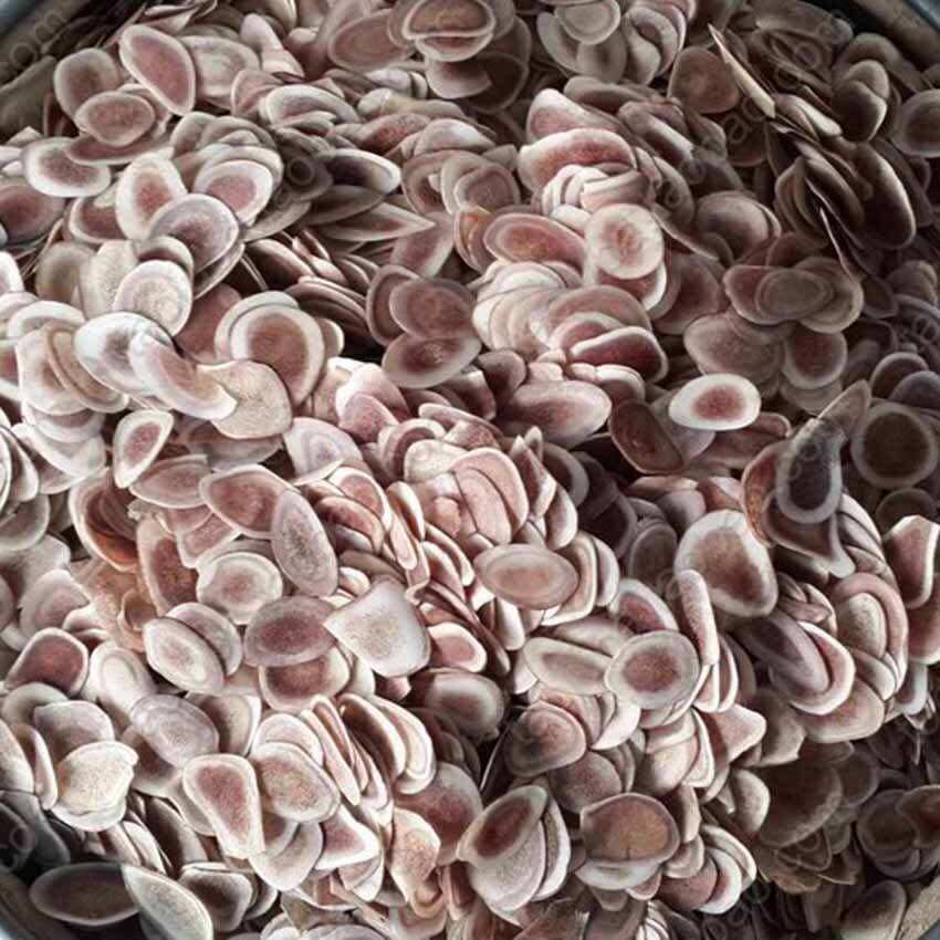Nhung hươu khô 100g - 200g - 300g