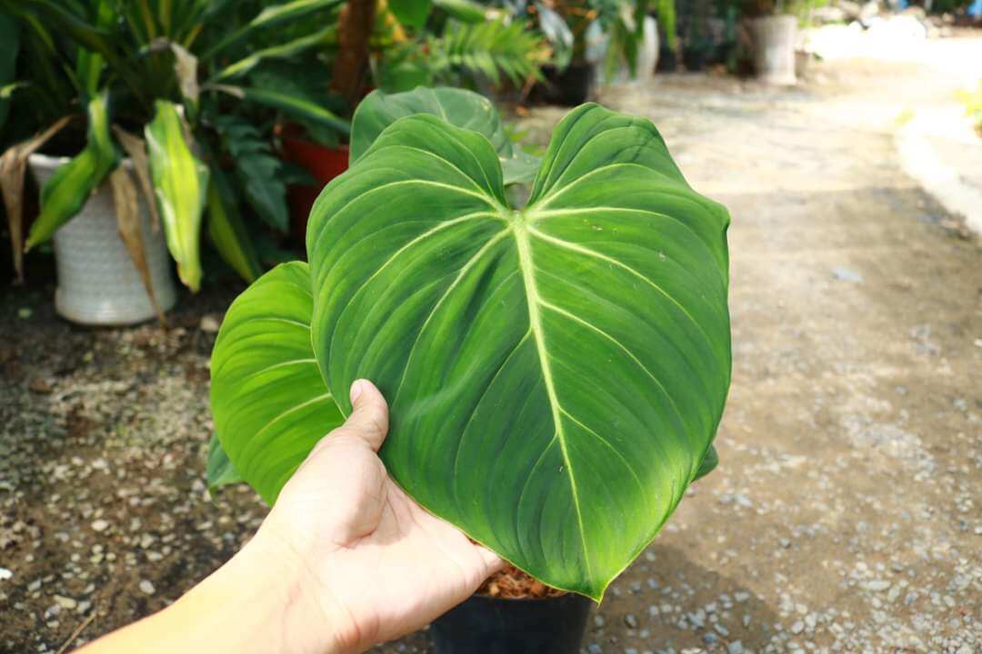 Philodendron Gloriosum plant- Cây trầu gloriosum