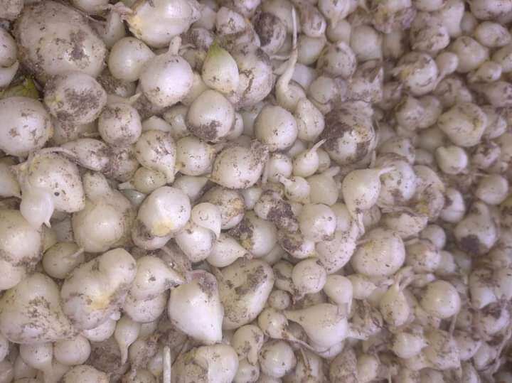 hành tăm( củ nén) loại to đẹp 1kg