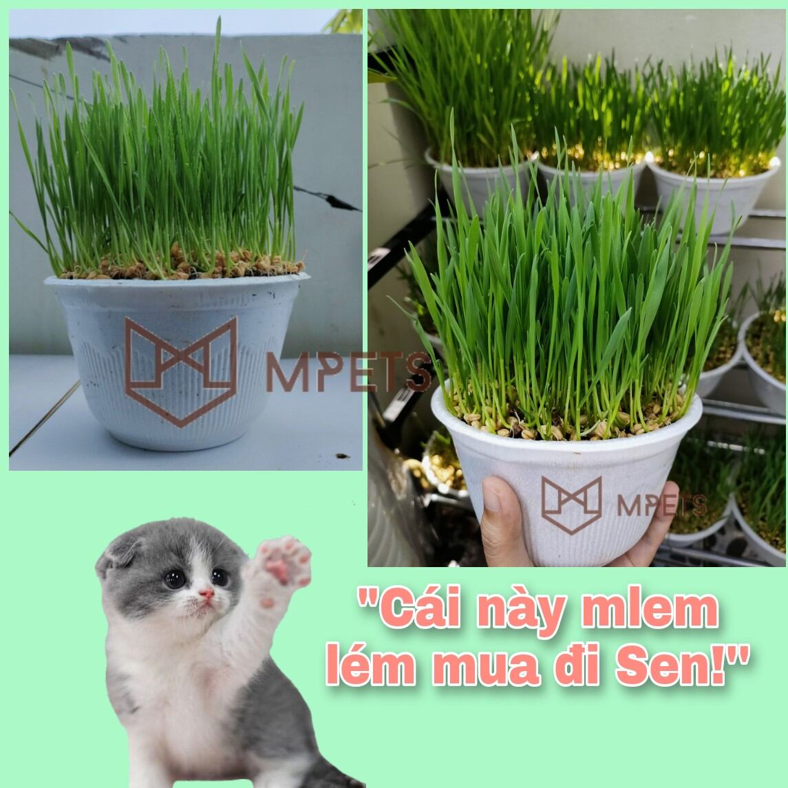 Cỏ Mèo Tươi Cho Mèo