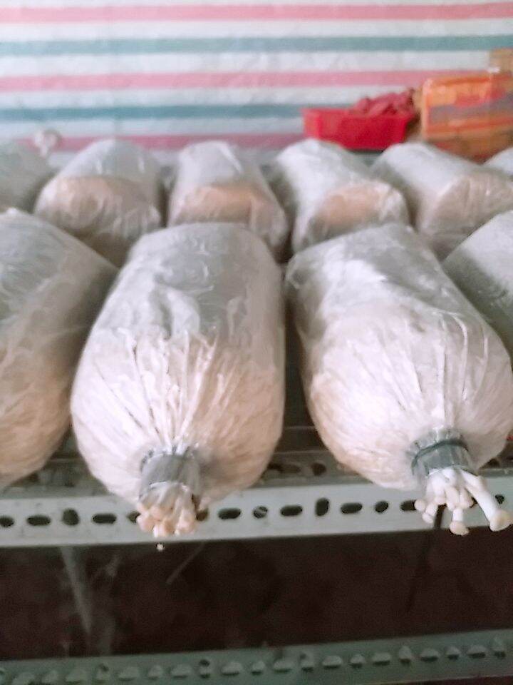 Phôi nấm bào ngư xám giá rẻ