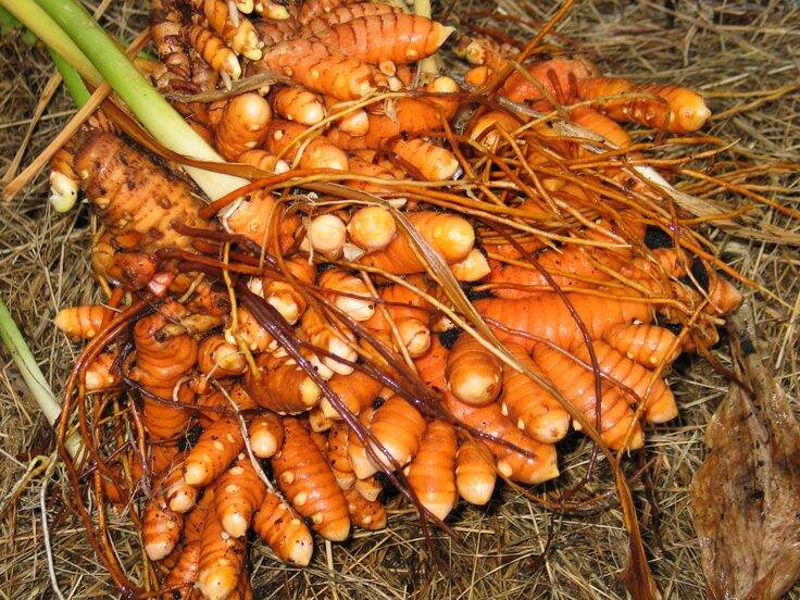500g nghệ vàng rừng tươi loại 1