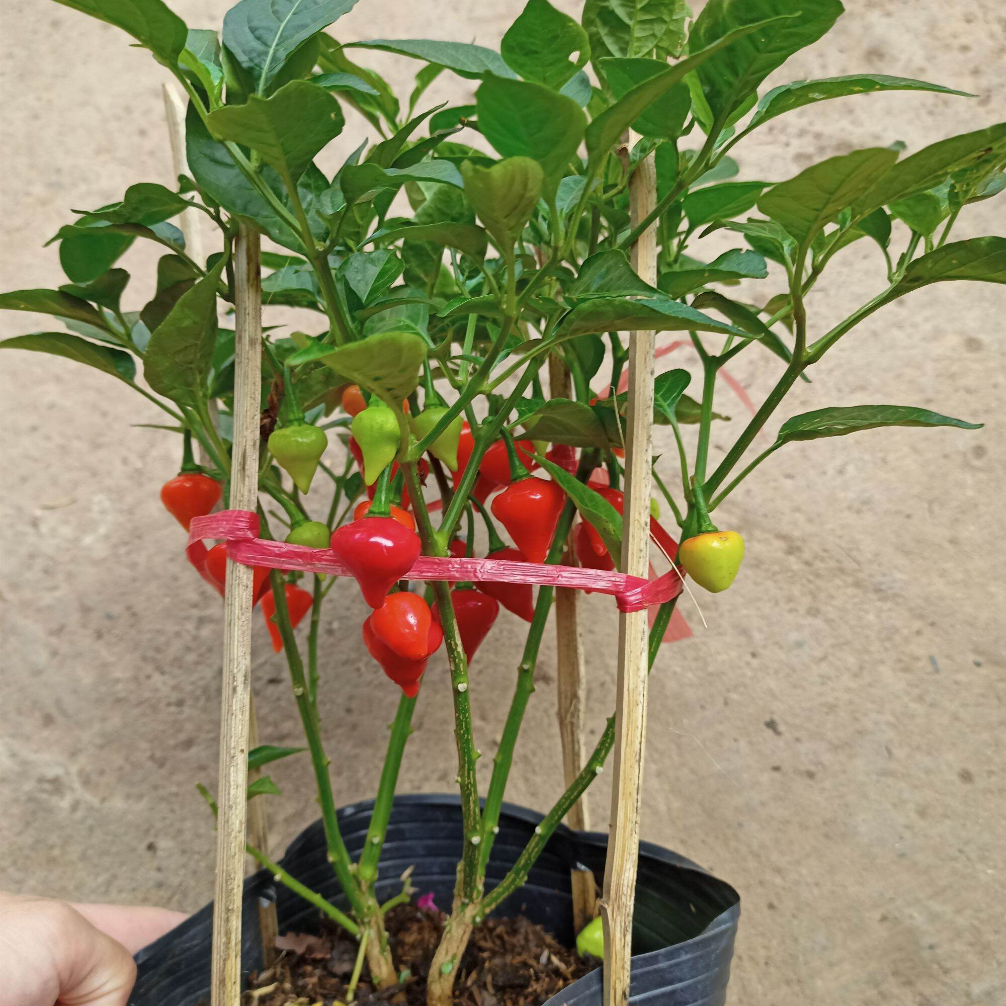 Chậu cây ớt Biquinho, ớt trái tim đang nhiều trái mua nhanh không rụng hết trái - Summer Garden