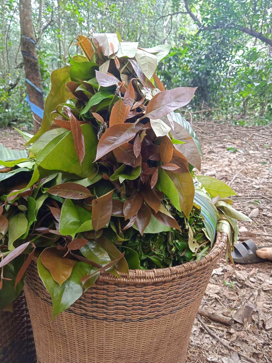 3 BẦU CÂY GIỐNG RAU BÉP RỪNG K'LONG