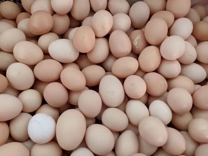 5 Hatched American Bamboo Chicken Eggs.
