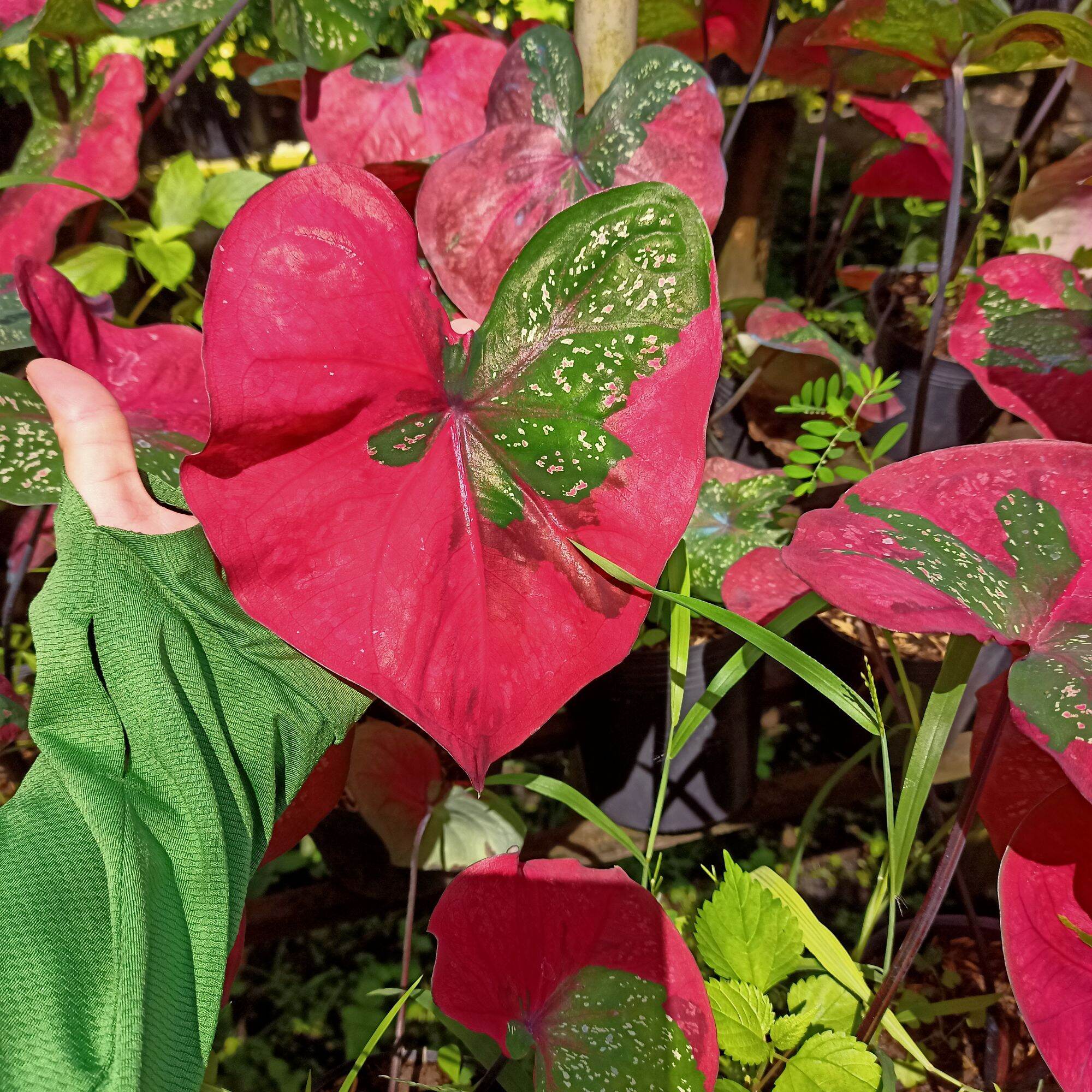 Cây môn màu baret caladium- cây decor
