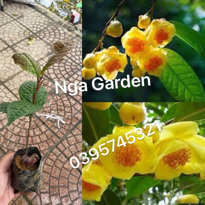 Cây giống trà hoa vàng chè hoa vàng Ngagarden