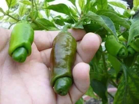 Hạt Ớt cu tí 5 hạt