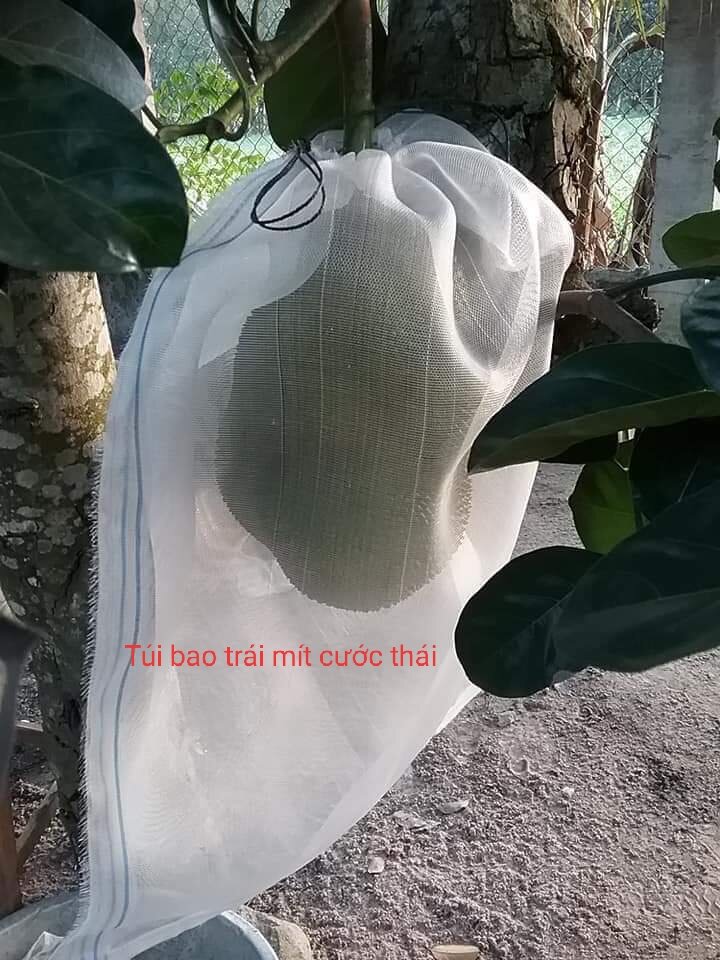 50 túi lưới bọc mít (cước thái) túi bao trái mít