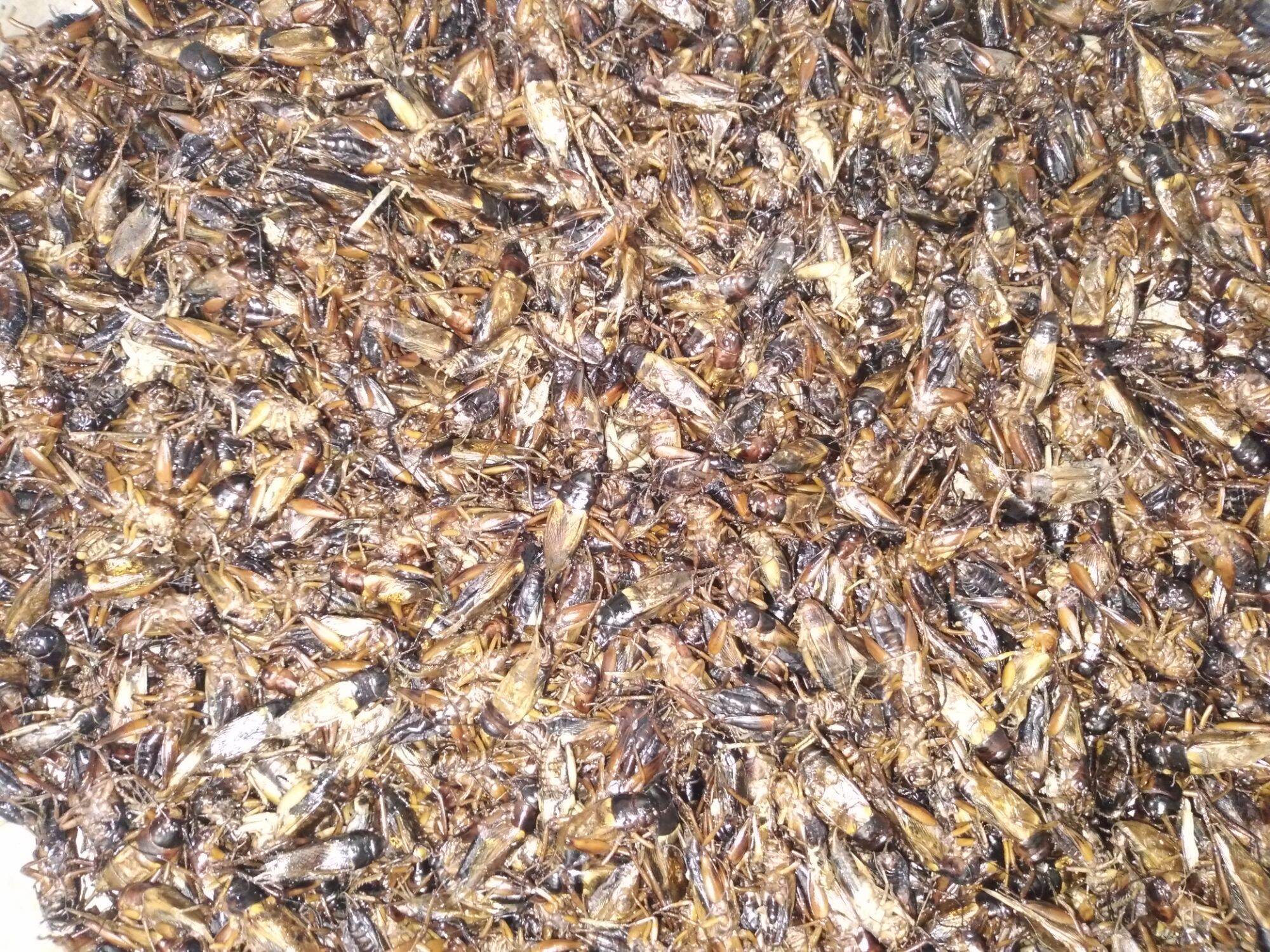 DẾ SẤY KHÔ 100 GRAM CHO CHIM ,CÁ,BÒ SÁT,GÀ ĐÁ,MÈO.....
