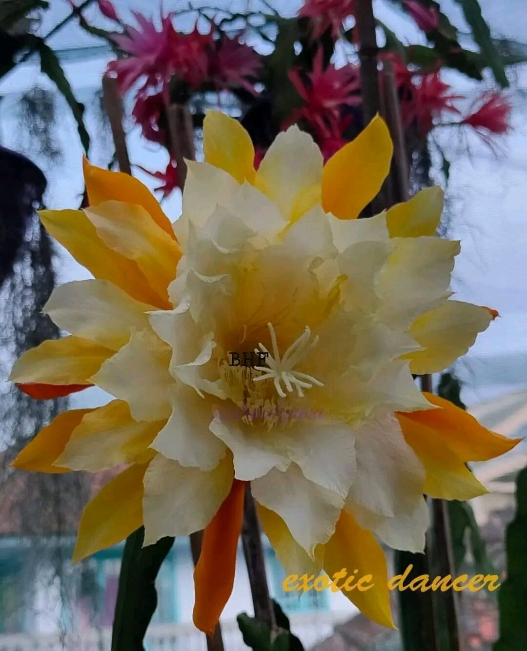 lá nhật quỳnh giống