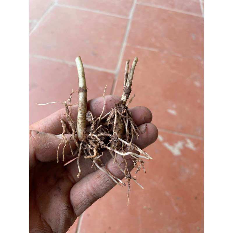 Môn đốm chấm bi