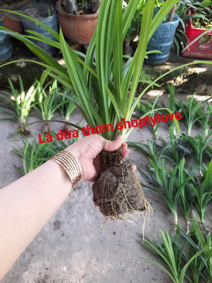 bầu 5 cây lá dứa (lá nếp thơm). bầu đã ra rễ con