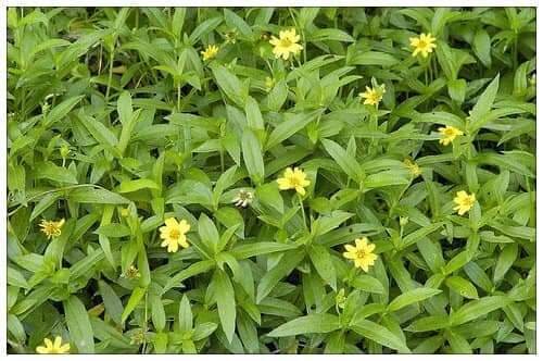 Cây sài đất tươi (1kg)