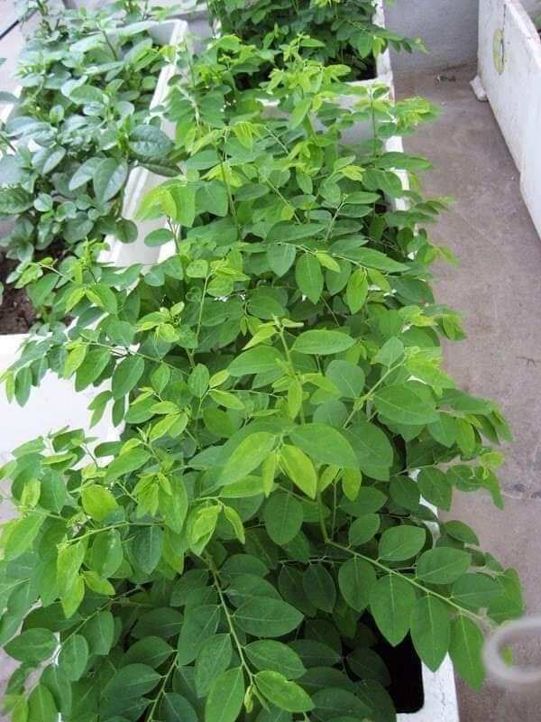 gói 50 hạt giống rau ngót