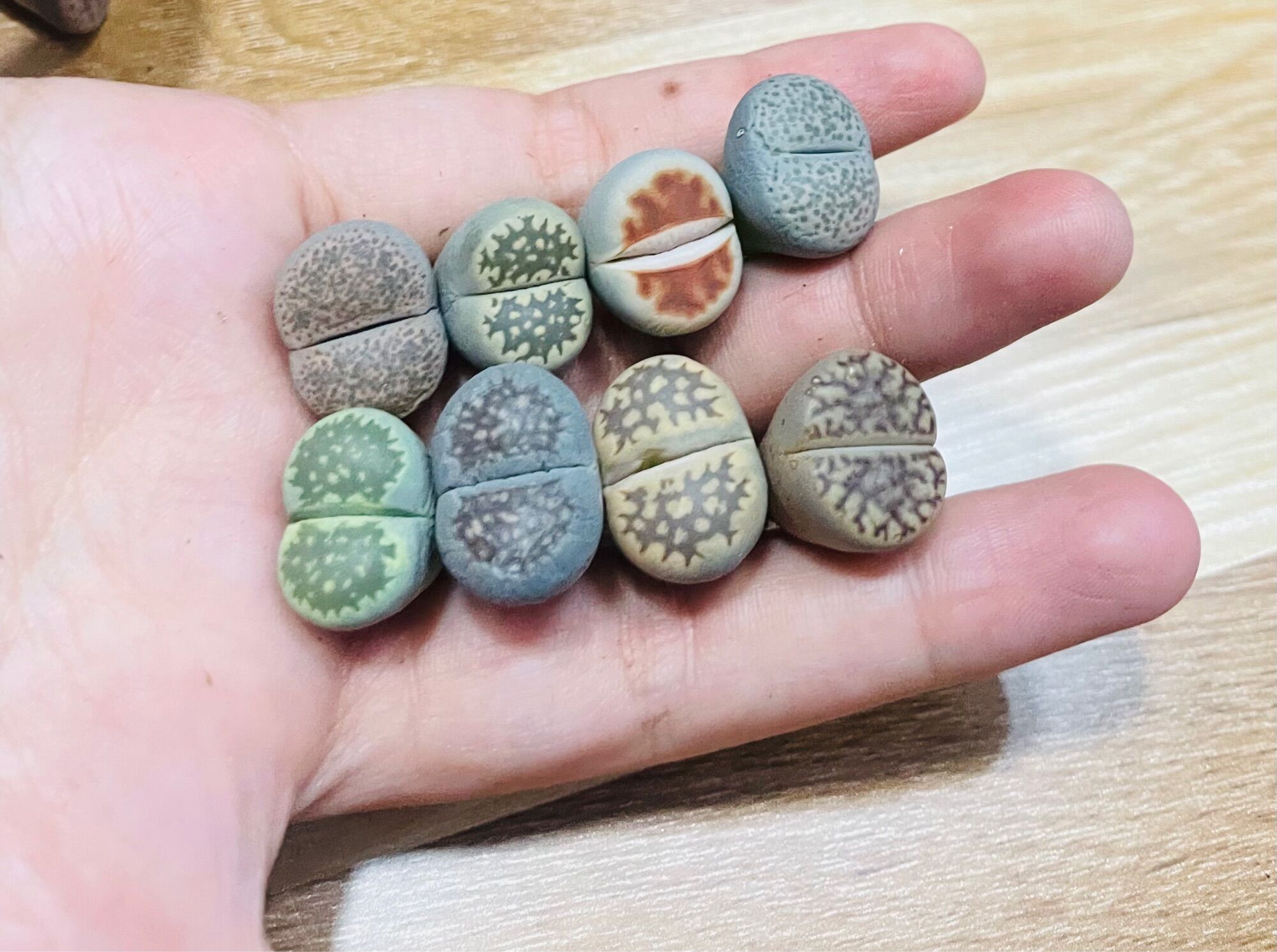Sen mông, lithops, thạch lan vân siêu đẹp size 1-2cm