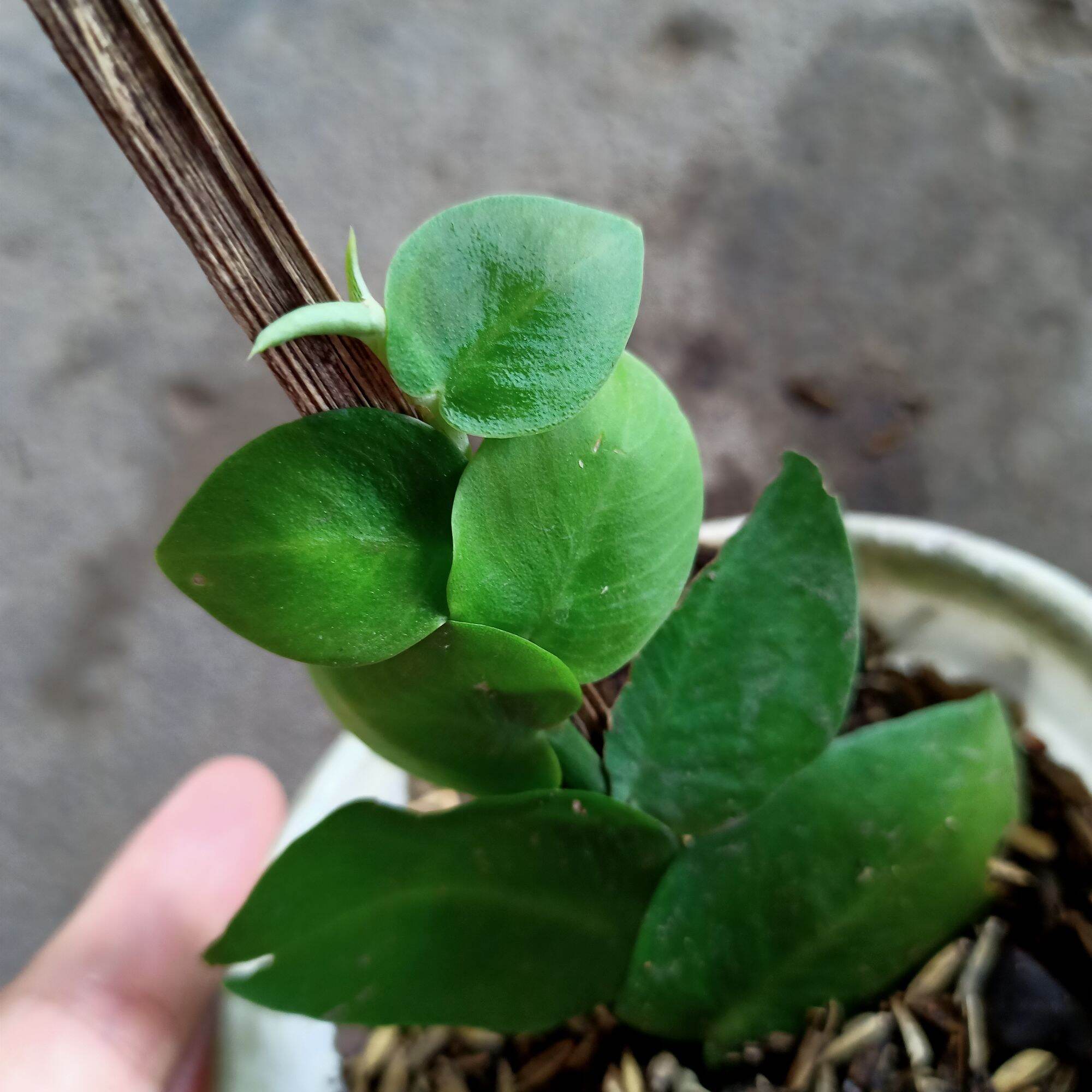 Chậu cây tắc kè thái leo cột