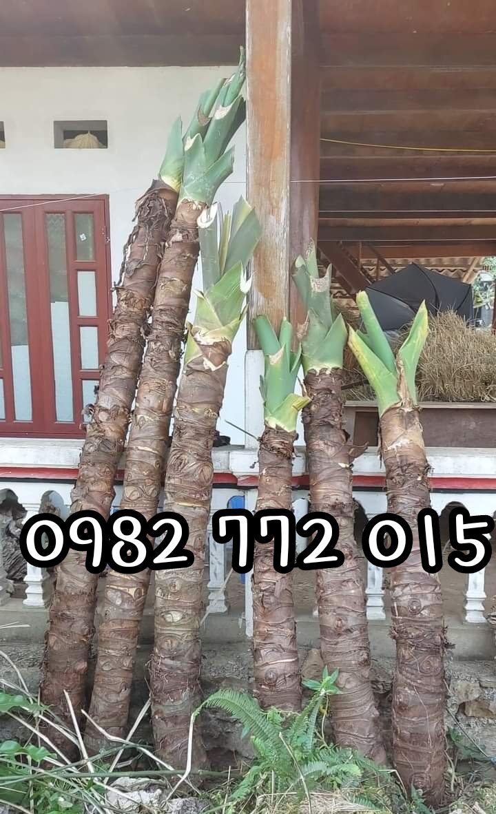 Ráy voi tím khổng lồ gửi củ cao 1m.