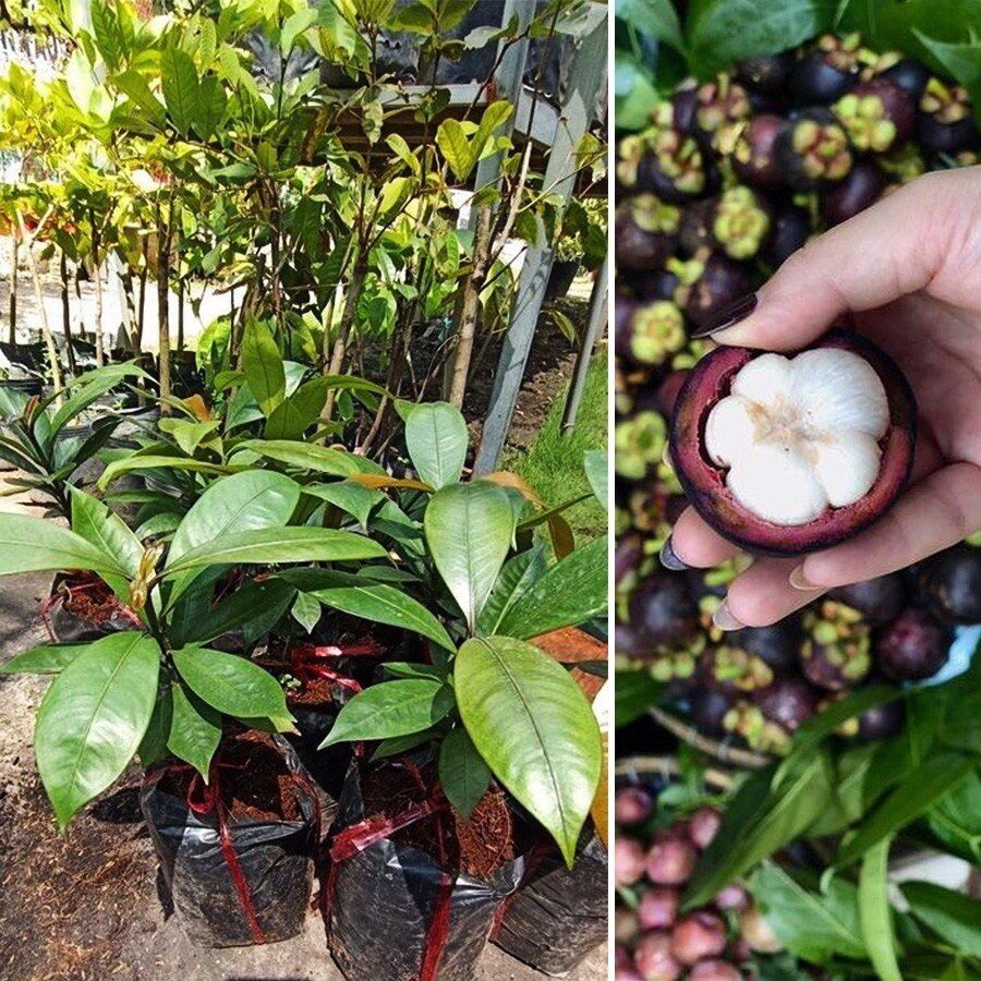 Cây măng cụt Thái - mao lớn, trái to, cây cao 70-90cm
