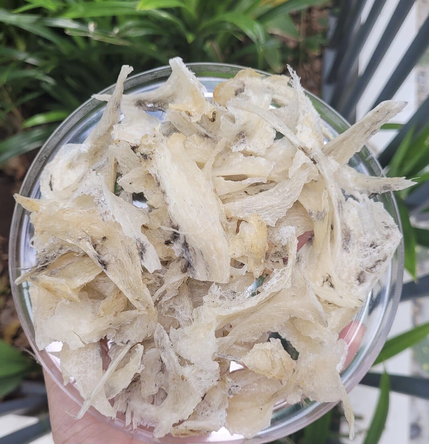 Chân yến thô 10g 250k