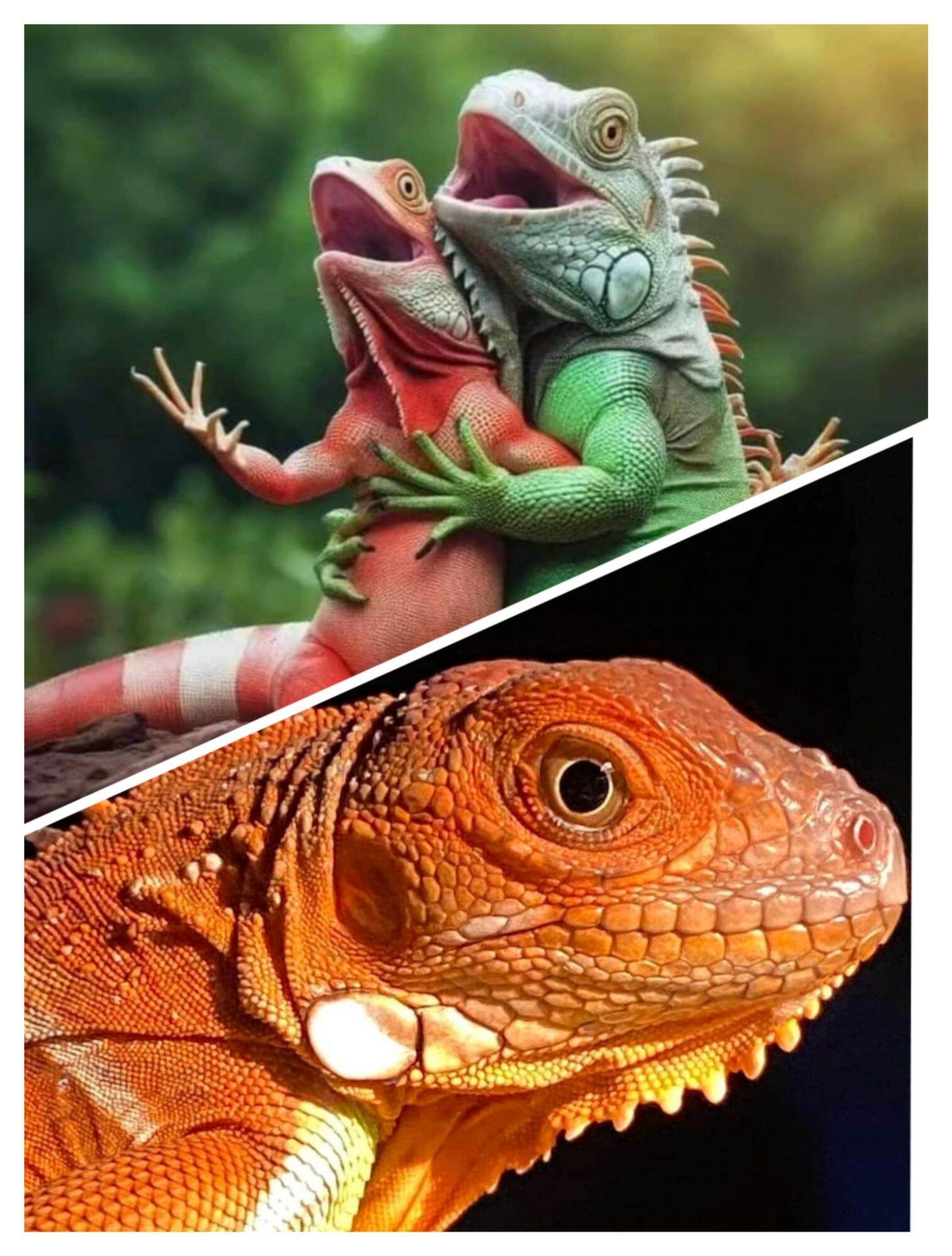 Iguana rồng nam mỹ 50-60cm