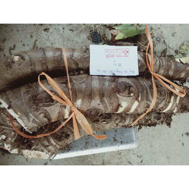 Củ bạc hà núi 10kg