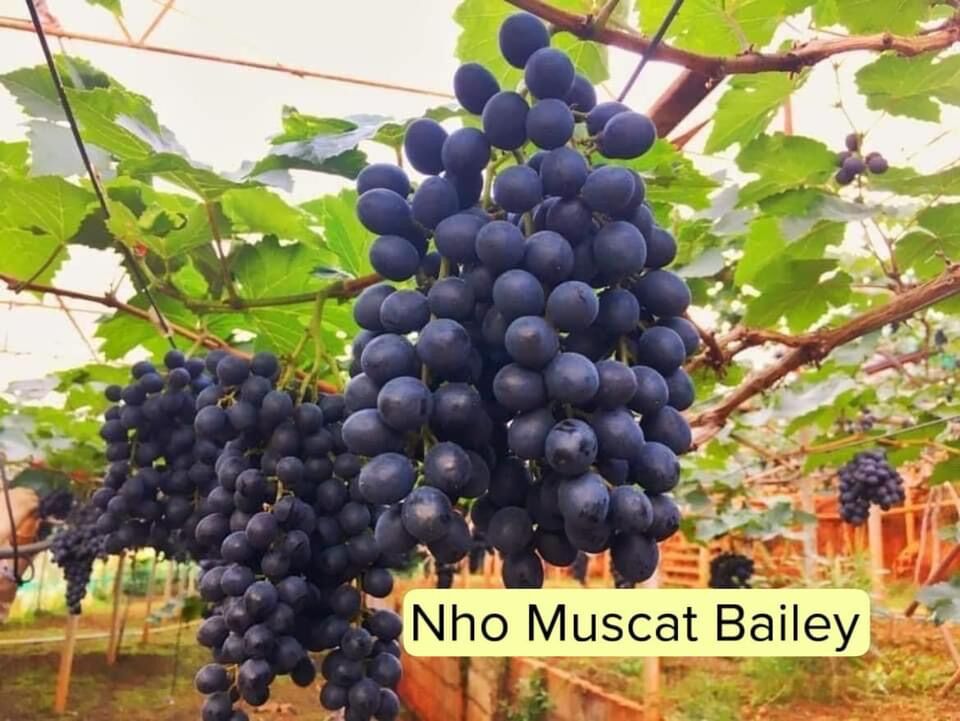 Cây Nho Giống Bailey ( Mẫu đơn đen )