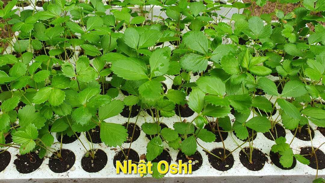 Cây dâu tây cấy mô NHẬT OSHI ( combo 10 cây mô vỉ)