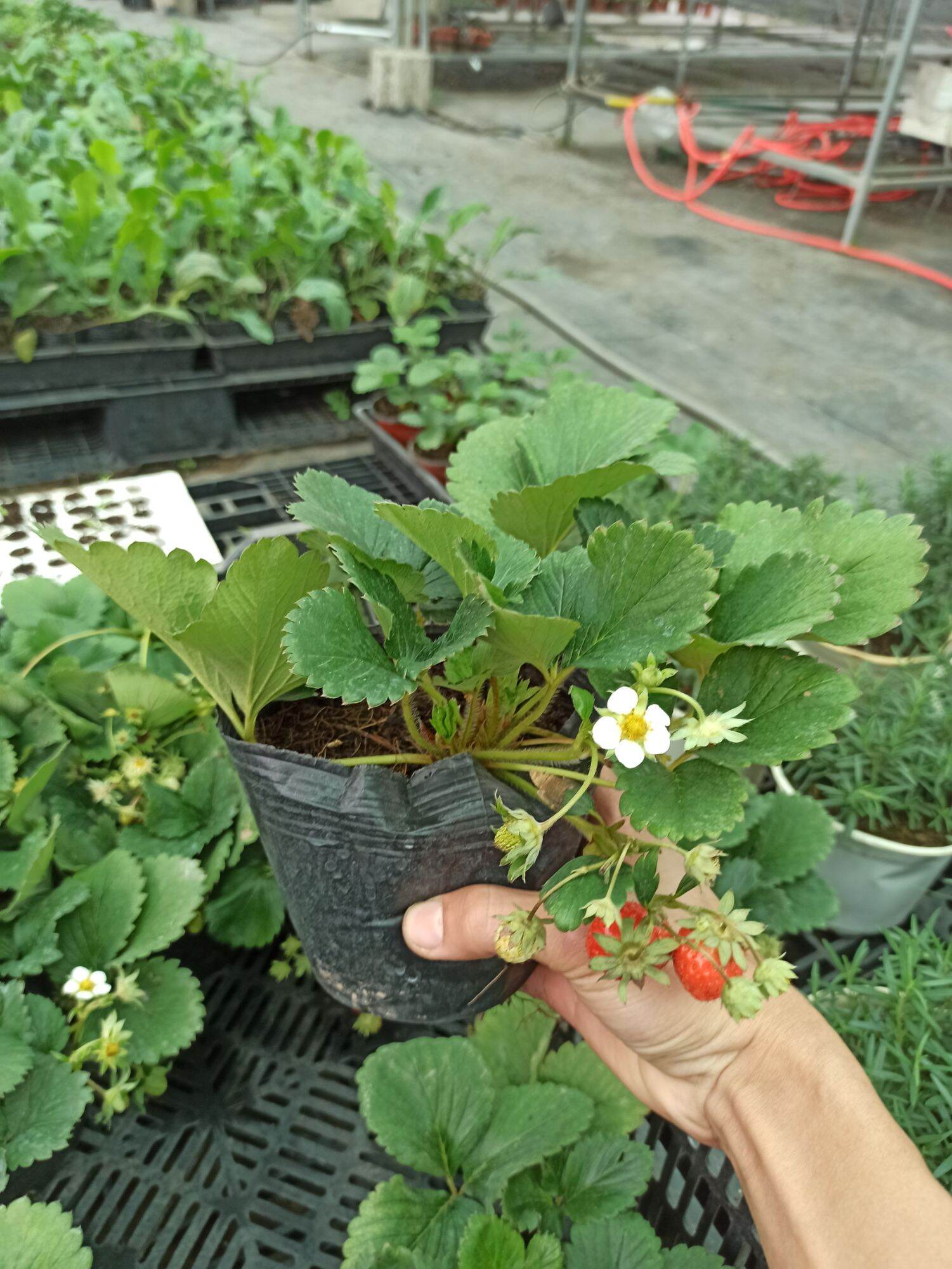 Dâu tây hana (bầu có hoa và quả)