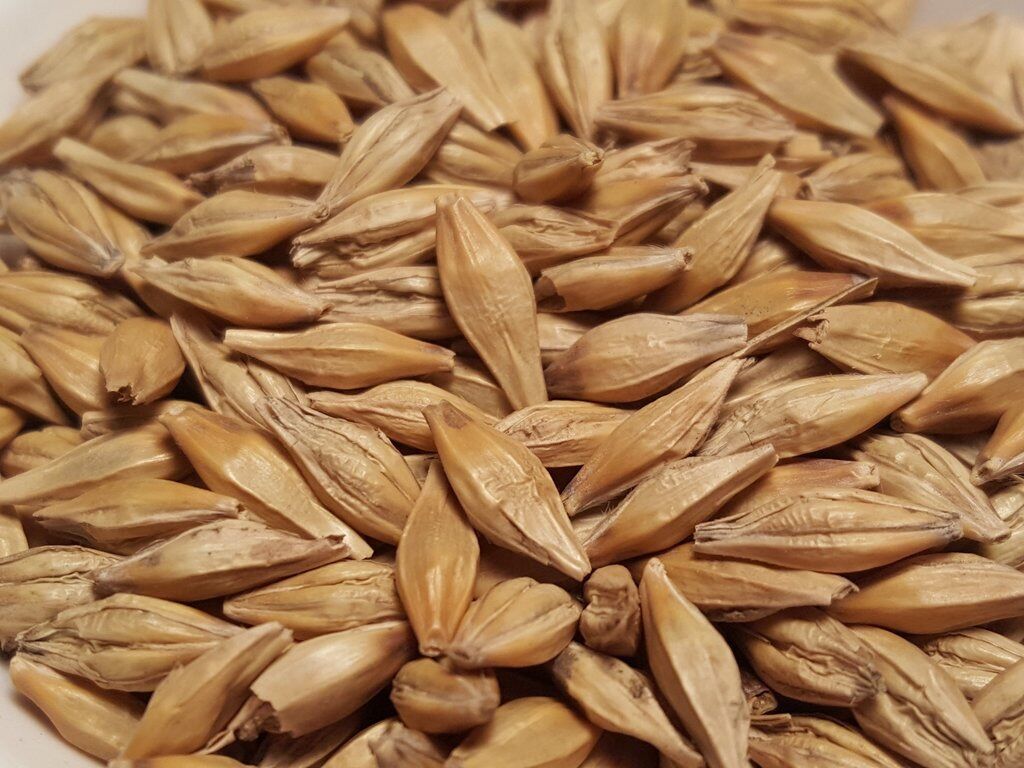 2kg hạt Lúa Mạch/Đại Mạch nguyên vỏ (Barley Seed/Raw Barley) đa công dụng.