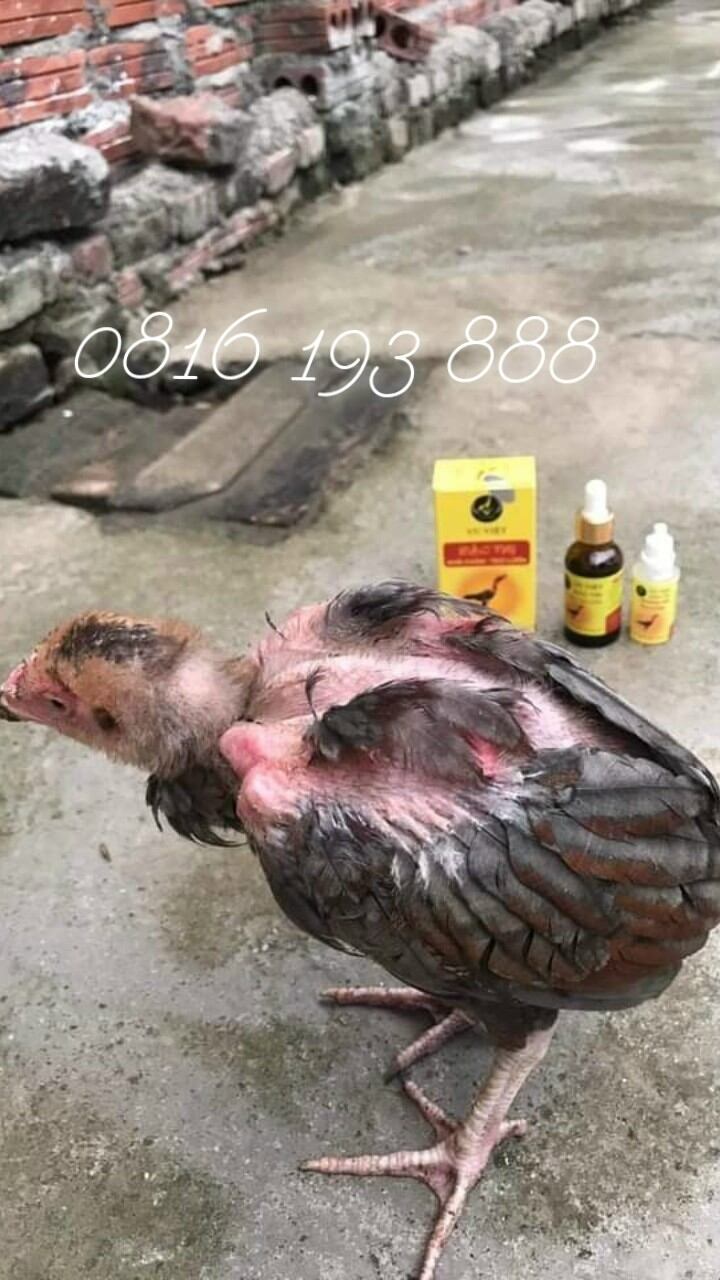 Khô chân teo lườn cho gà - khô chân teo lườn ưu việt