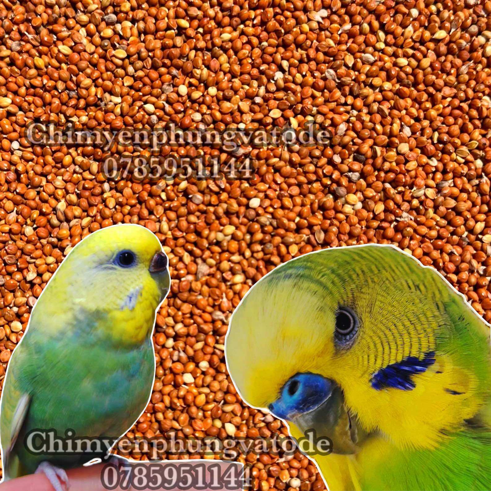 2kg kê đỏ Hà Nội hạt nhỏ cho Chim Cảnh • Sóc • Hamster...