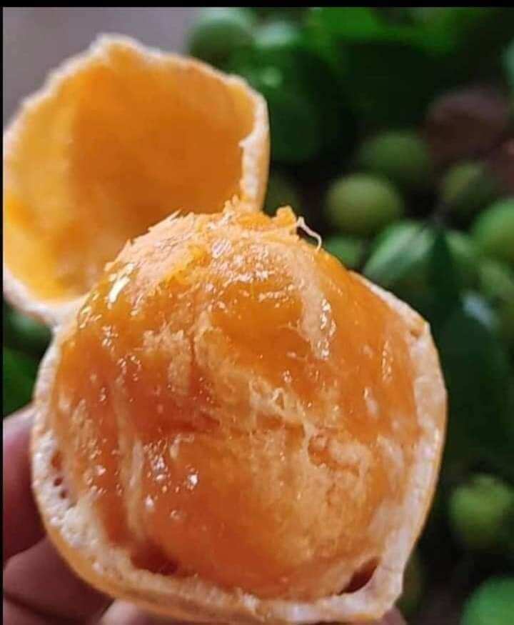 Cây giống gùi rừng
