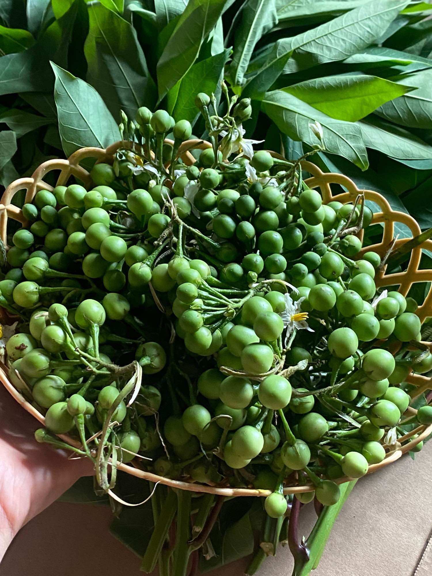 Cà dại hoa trắng/ cà bi/ cà Lào Tây nguyên 1 kí lô gam
