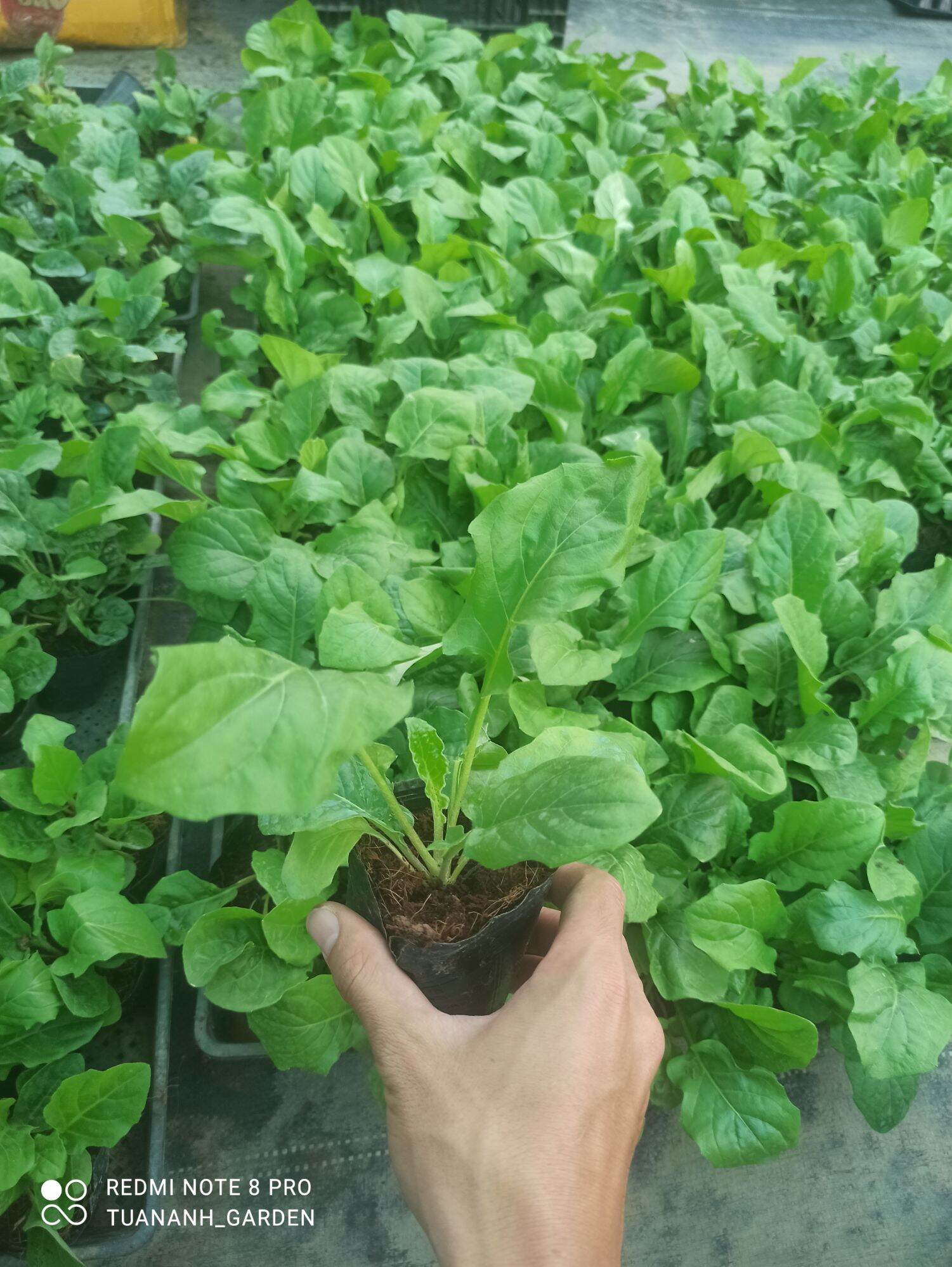 Combo 10 cây hoa đồng tiền lùn loại nhỡ