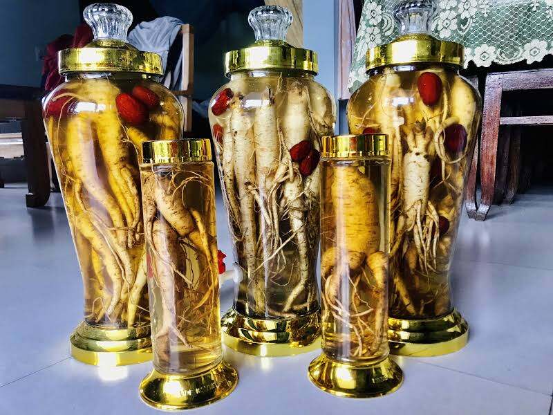 Combo 50 Hạt Sâm Bố Chính - Tỉ lệ lên mầm 100%