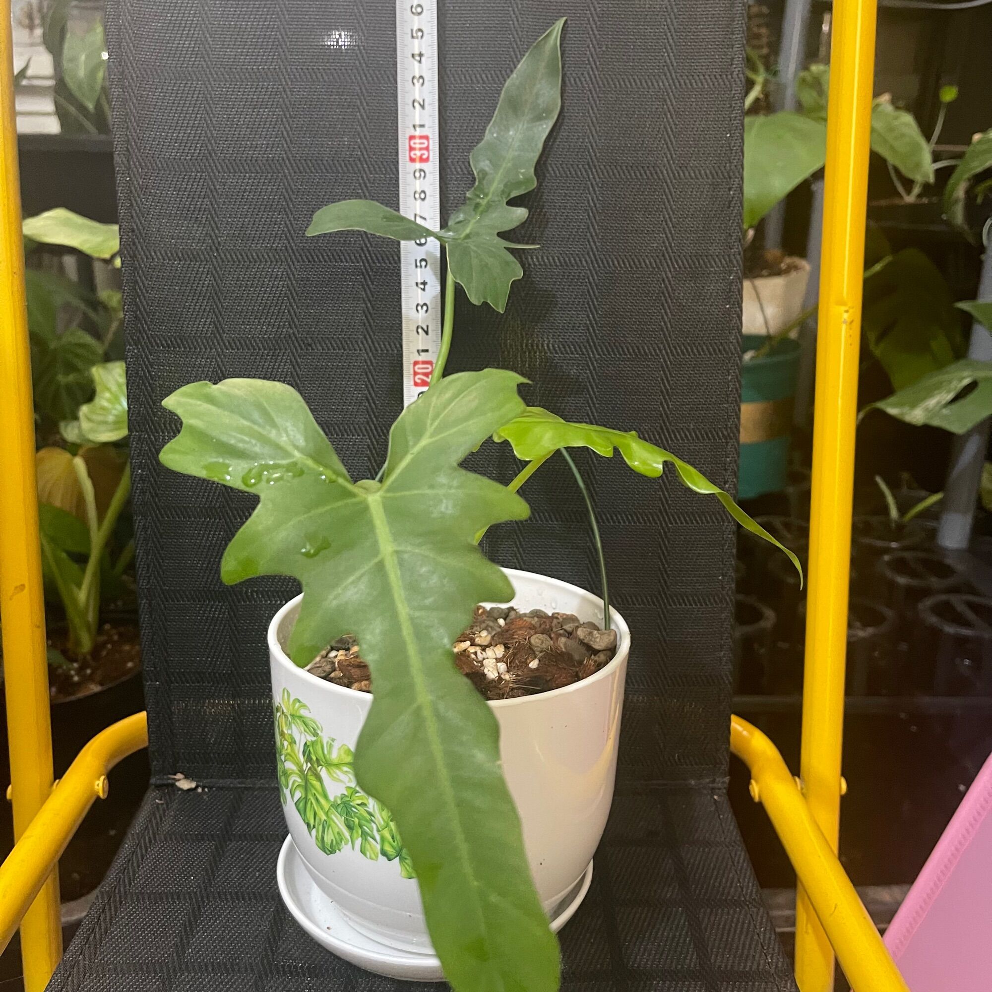 Cây trầu Rồng Philodendron Golden Dragon