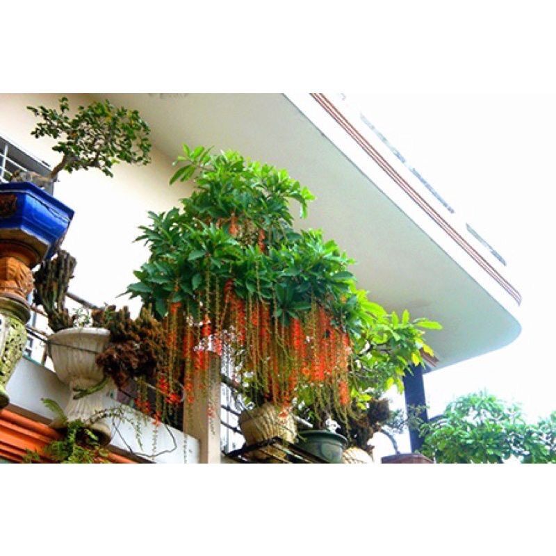 Cây giống hoa Lộc vừng