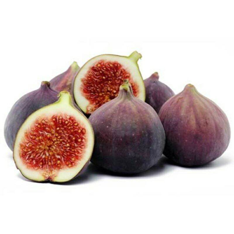 GIỐNG CÂY SUNG MỸ