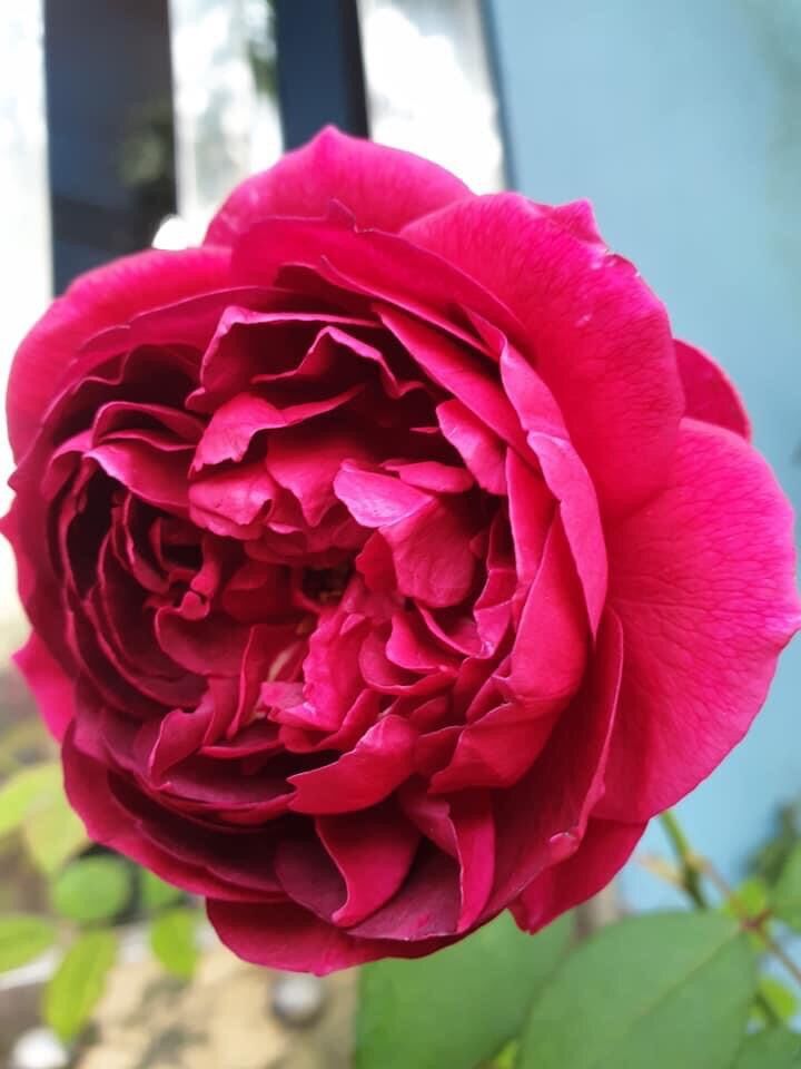 Hoa hồng Ngoại Autumn rose