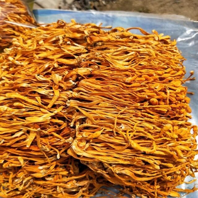 50g nấm đông trùng hạ thảo
